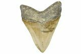 Serrated, Fossil Megalodon Tooth - North Carolina #368438-2